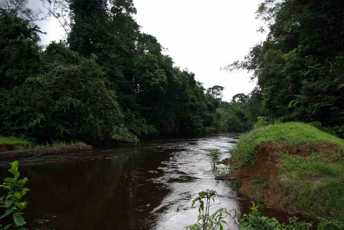 Rivière dense du Gabon