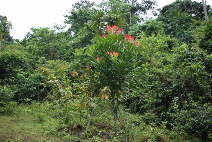 Arbre à fleurs rouges luxuriant en forêt