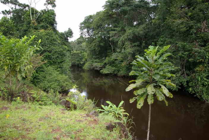 Rivière dense du Gabon