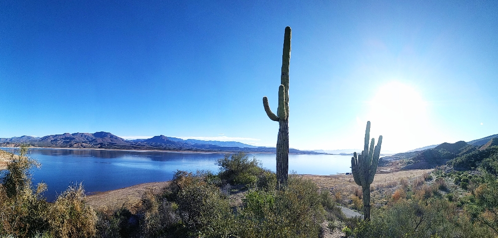 Ciel bleu et cactus