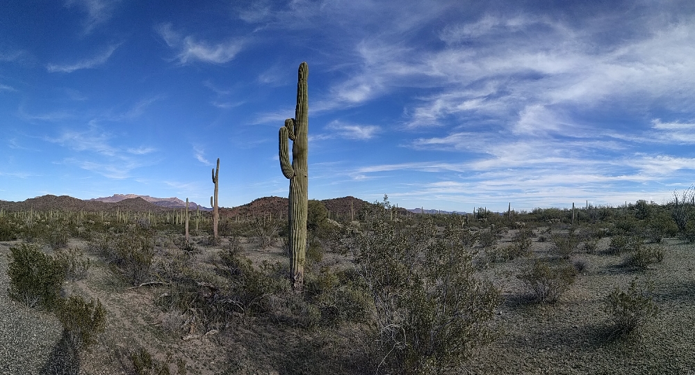USA - Cactus solitaire dans le désert du Sonora