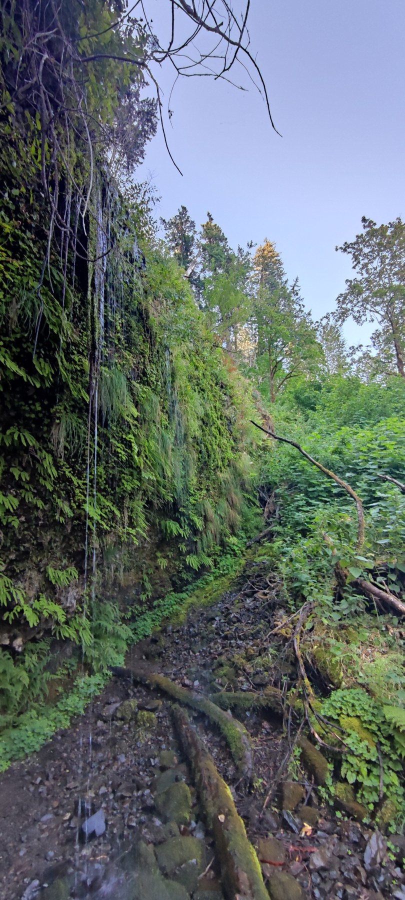 Return Trail #442, Multnomah County