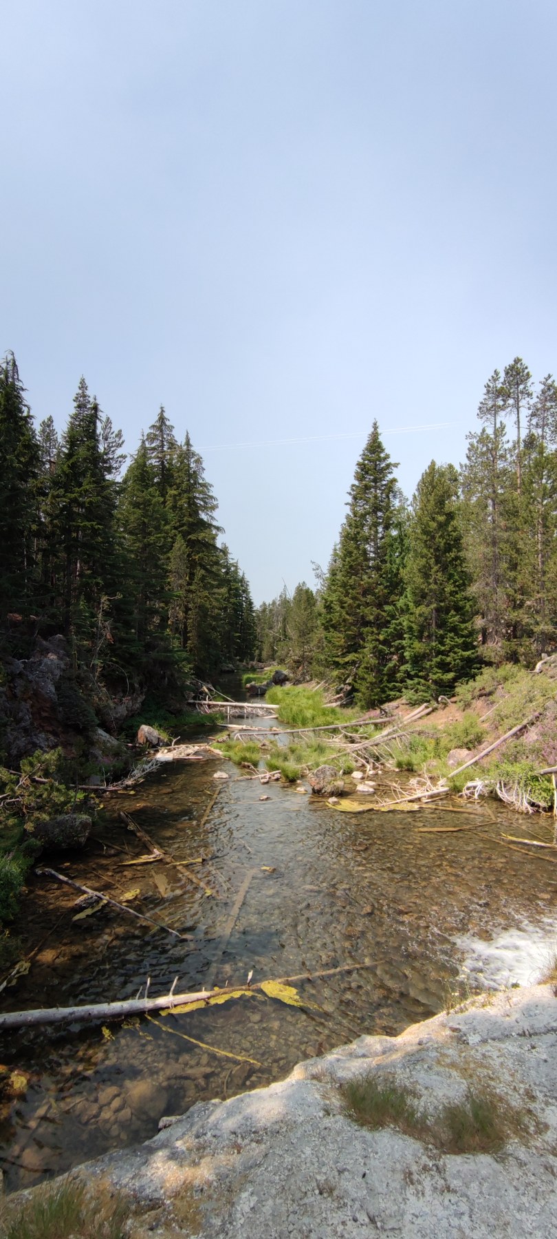 Roadtrip juillet 2021 - Rivière dans la forêt de pins, USA
