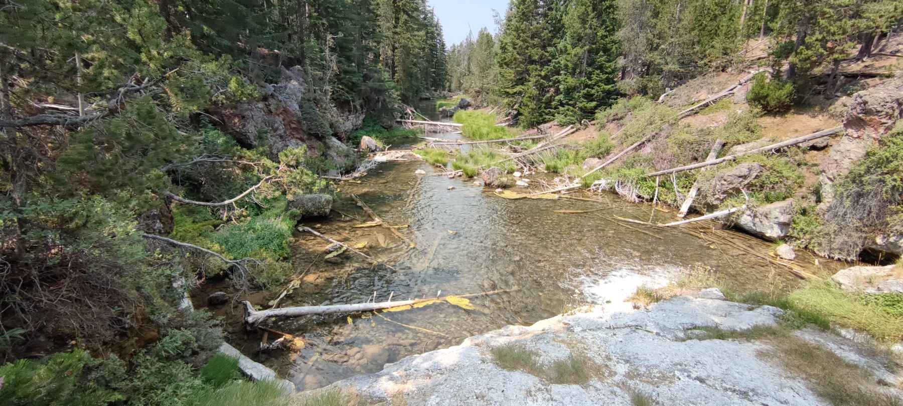 Roadtrip juillet 2021 - Rivière dans la forêt de pins, USA