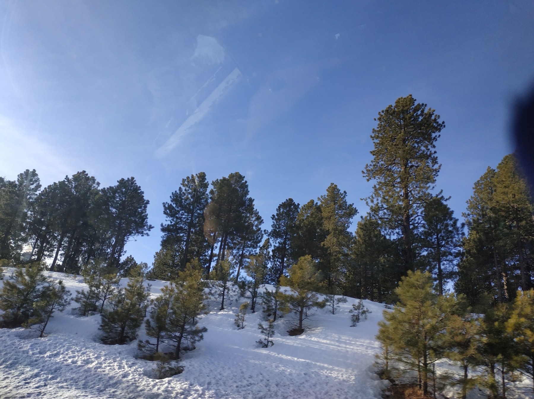 Roadtrip USA 2019 - Forêt enneigée près de Flagstaff, Arizona
