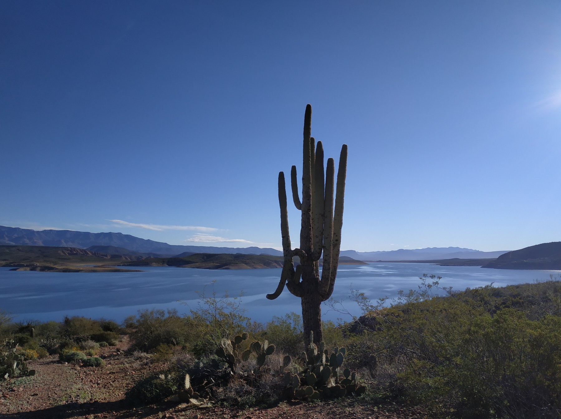 Roadtrip USA 2019 - Saguaro près du lac Mead