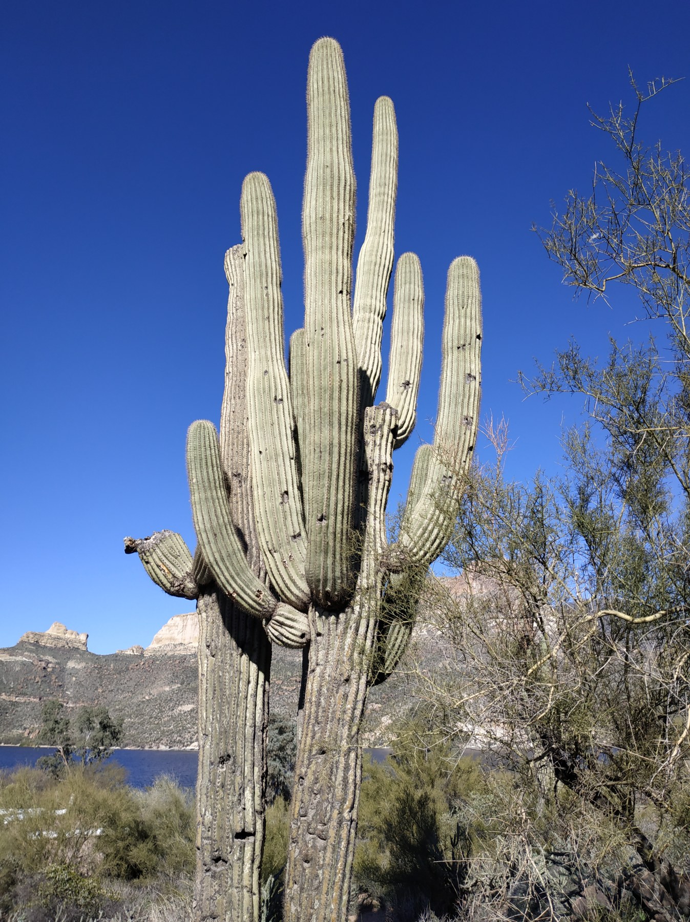 Roadtrip USA 2019 - Cactus géant près de Lake Powell