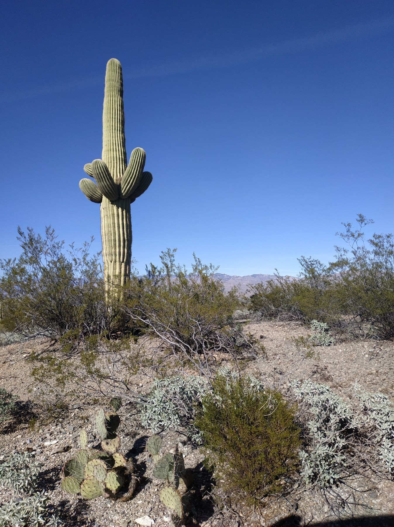 Roadtrip USA 2019 - Saguaro dans le désert de l'Arizona