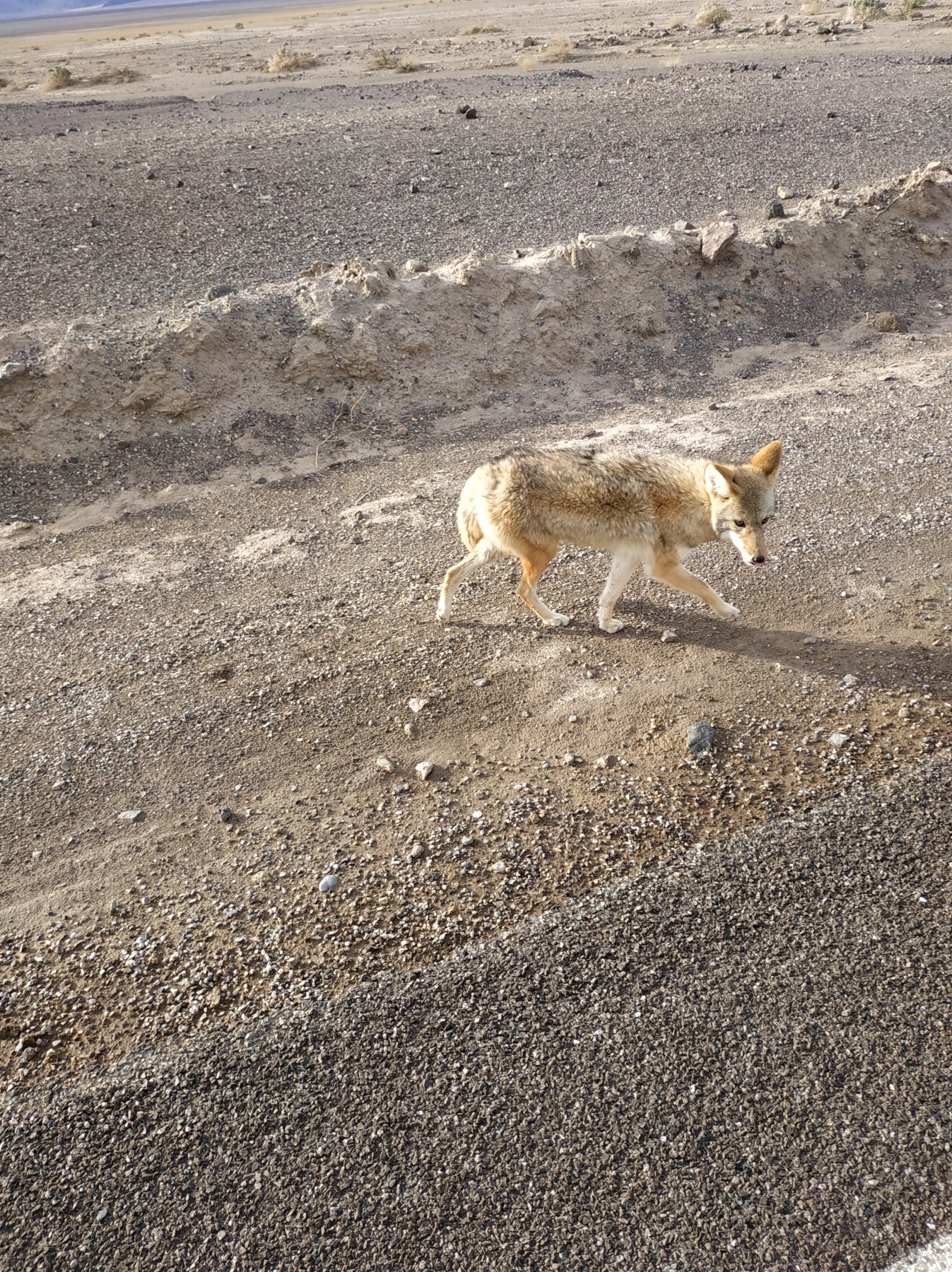 Voyage (janvier) USA < > Mexique - Coyote sur Badwater Road, USA