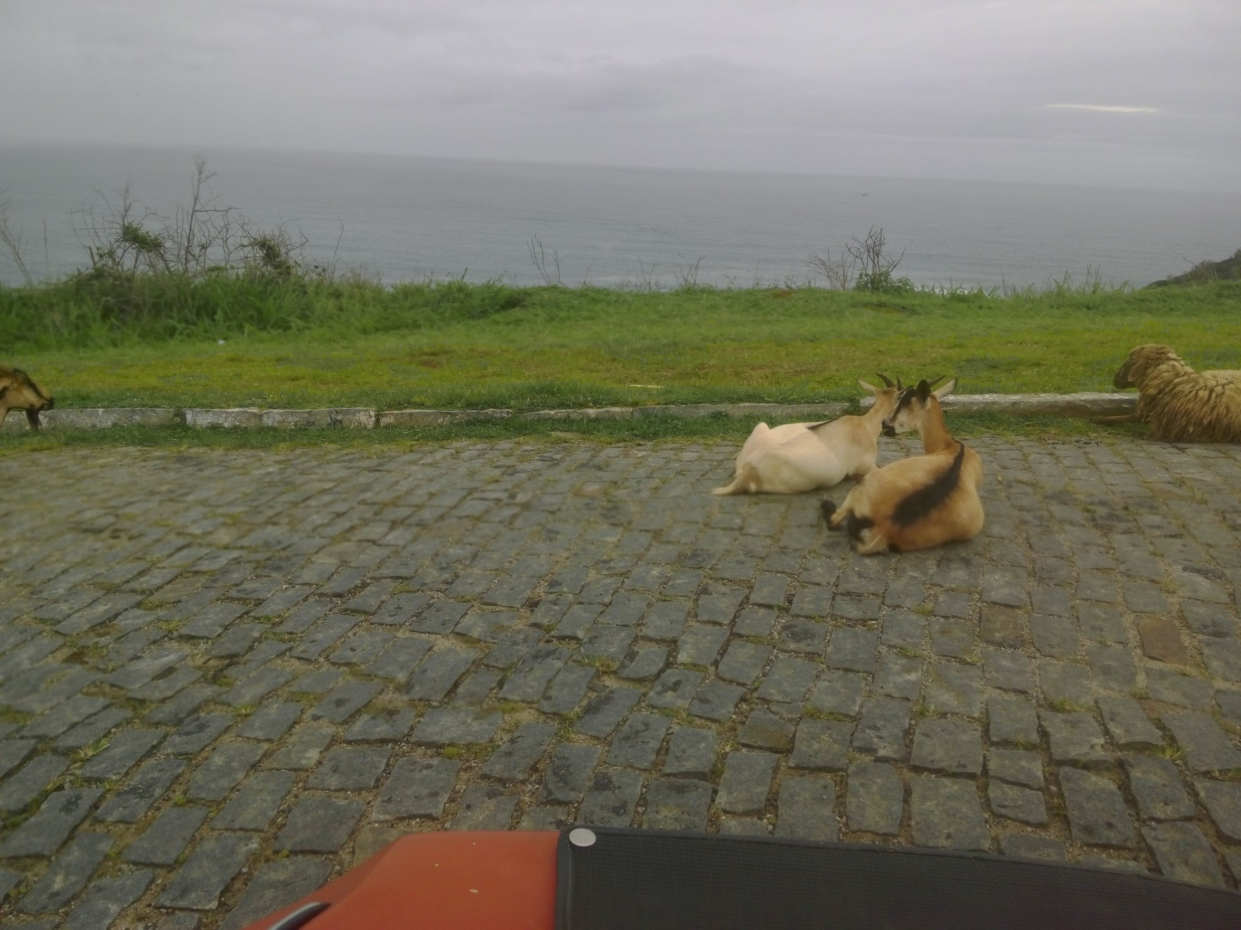 Chèvres et moutons à Cabo da Roca