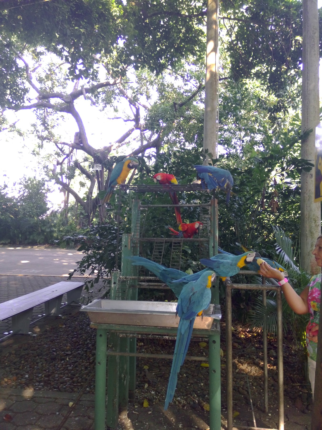 Parques de Macaws, Puerto Morelos