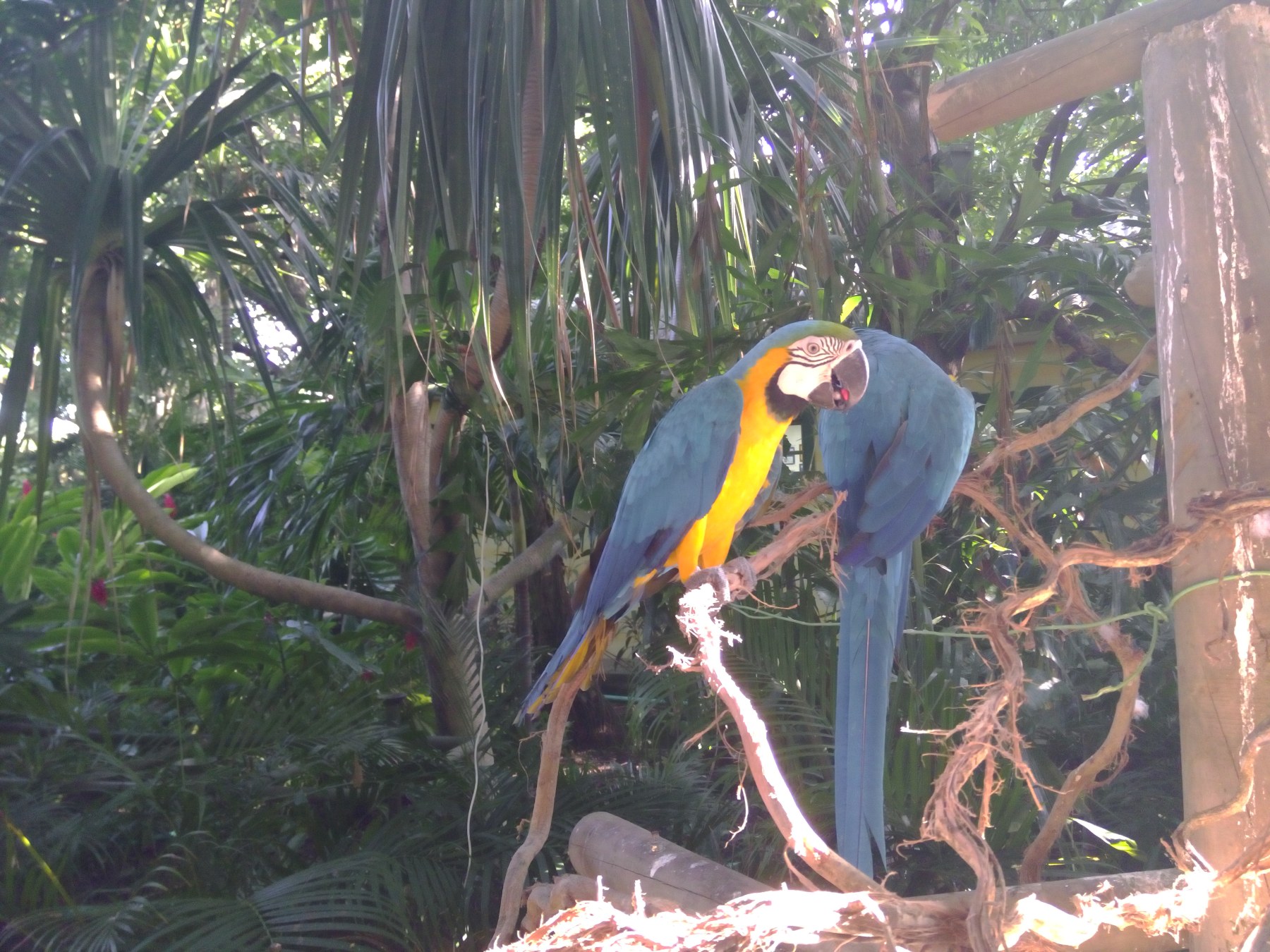 Macaws au Parc Zoologique de Rio