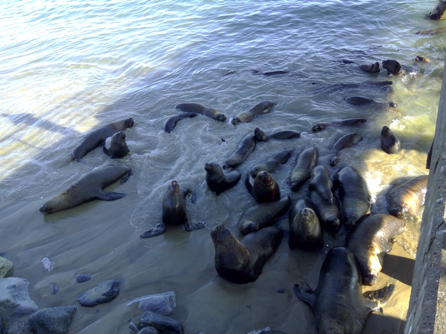 Valparaíso, Chili - Foule de lions de mer à Punta Arenas