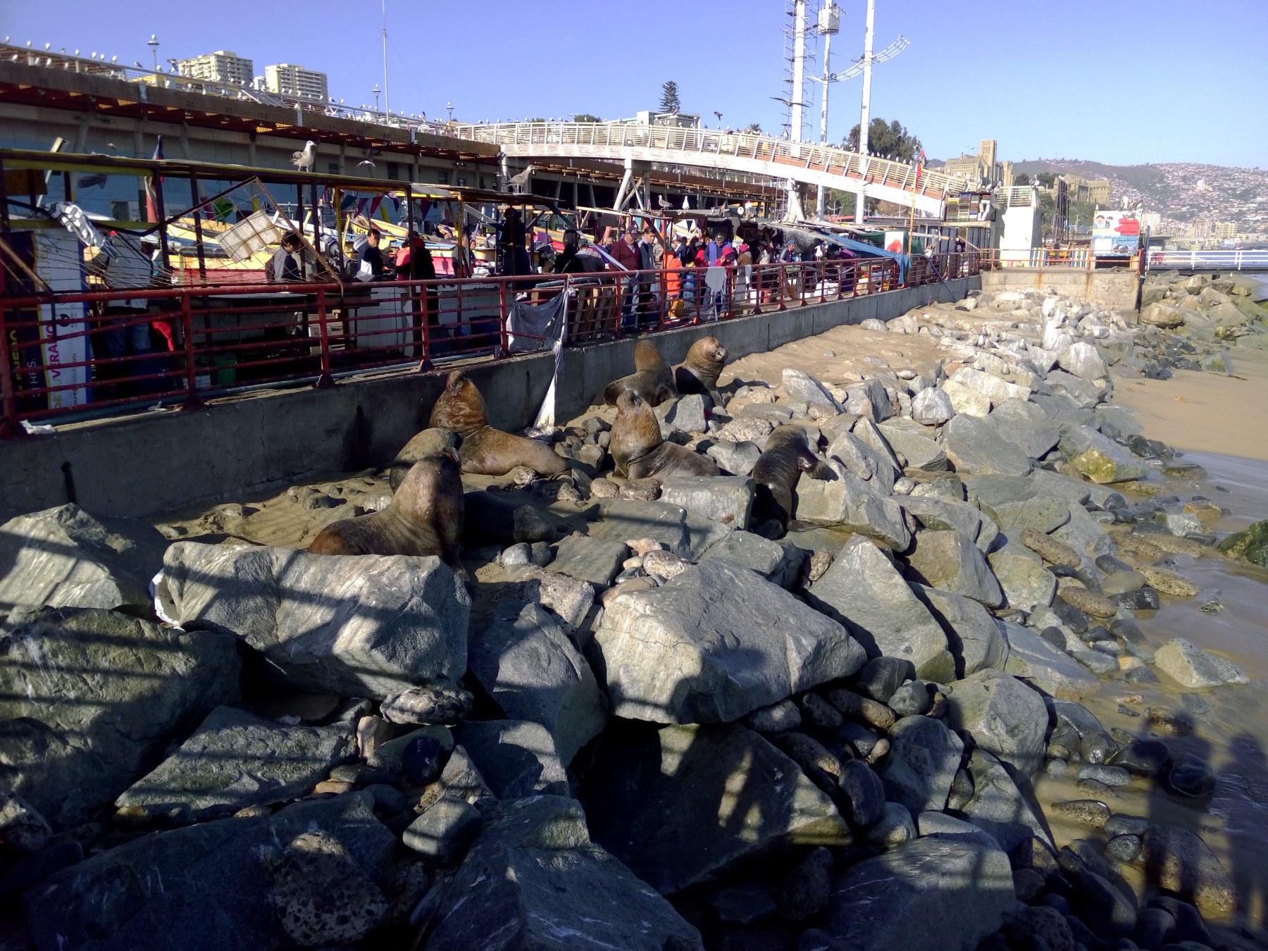 Punta Arenas, Chili - Phoques de Valparaíso