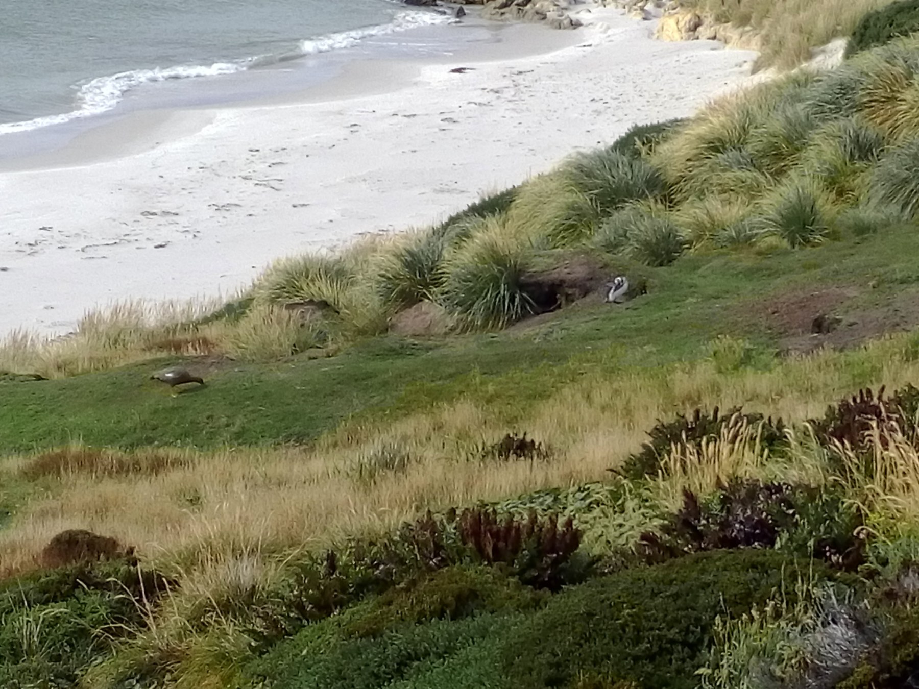 Plage de Stanley, île de Tierra del Fuego - Pingouins de Punta Tombo, Argentine