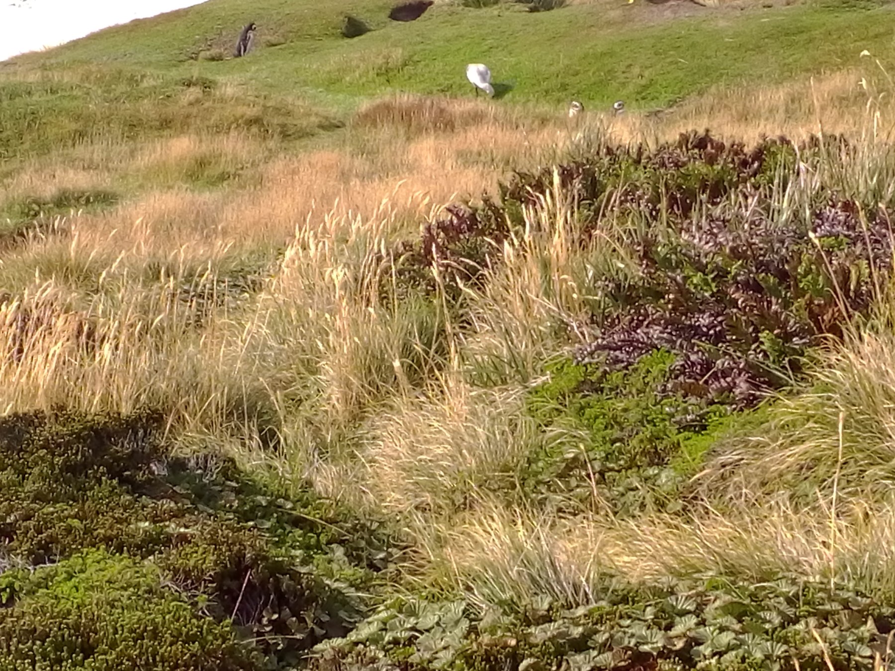 Punta Tombo, Argentine - Pinguins et oiseaux sur la côte