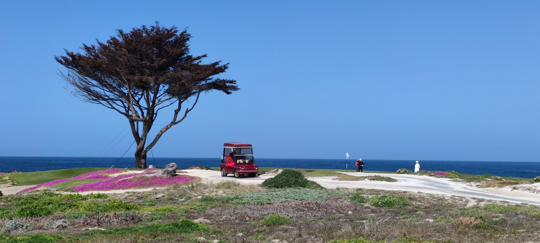 L'arbre de Pebble Beach, Californie