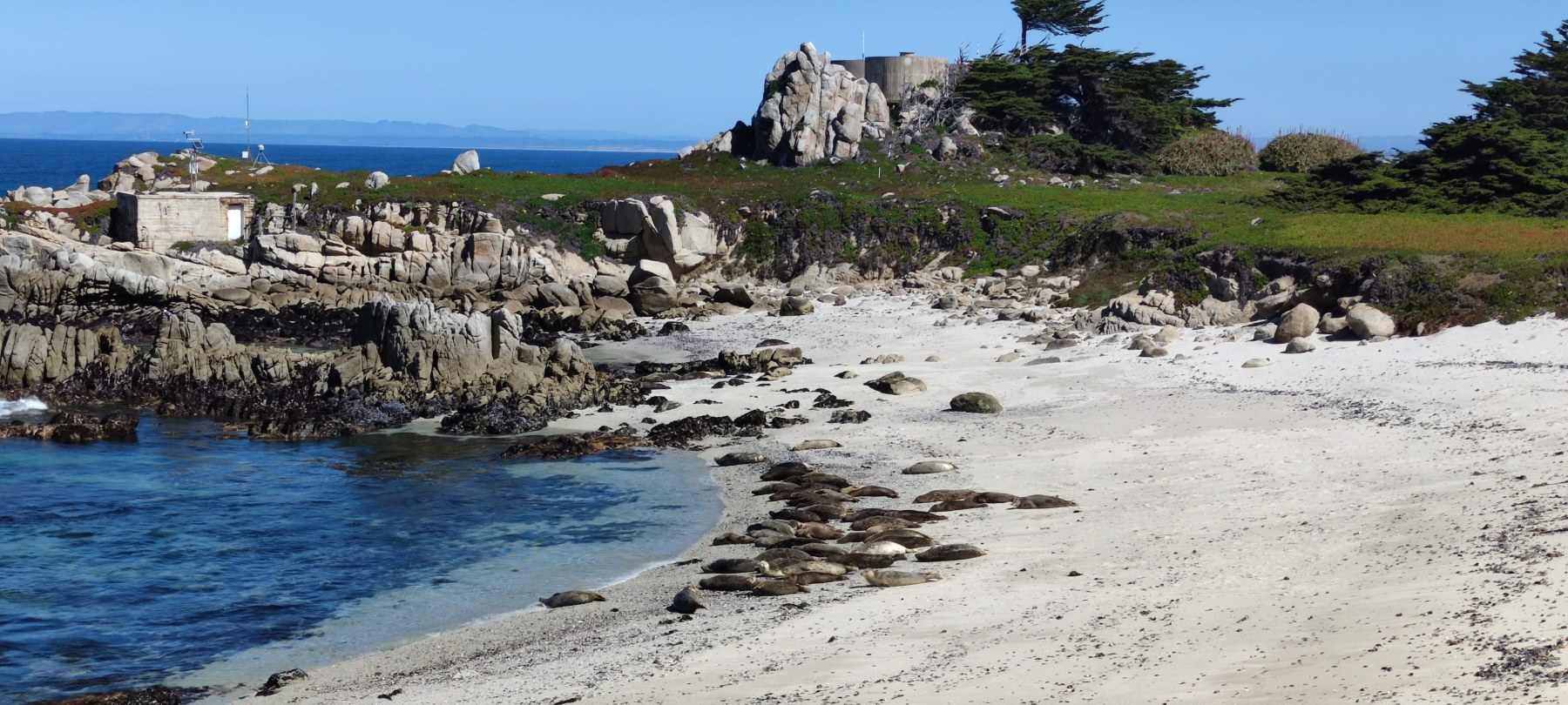 Plage de seals à Pacific Grove