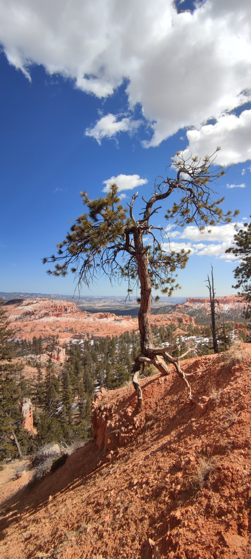 Arbre solitaire à Bryce Canyon