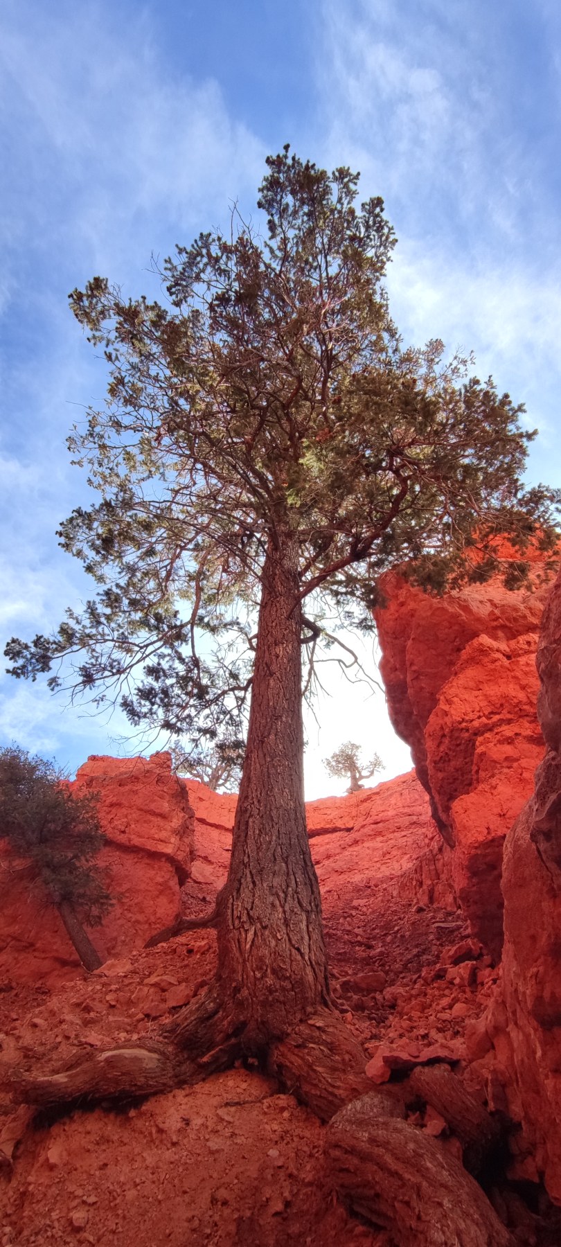 Arbre solitaire dans les roches rouges de la Californie