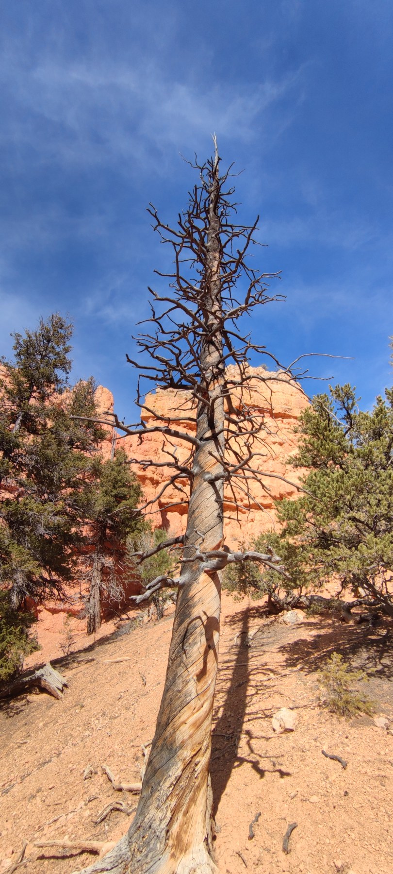 Arbre mort dans les parois rouges de Bryce Canyon