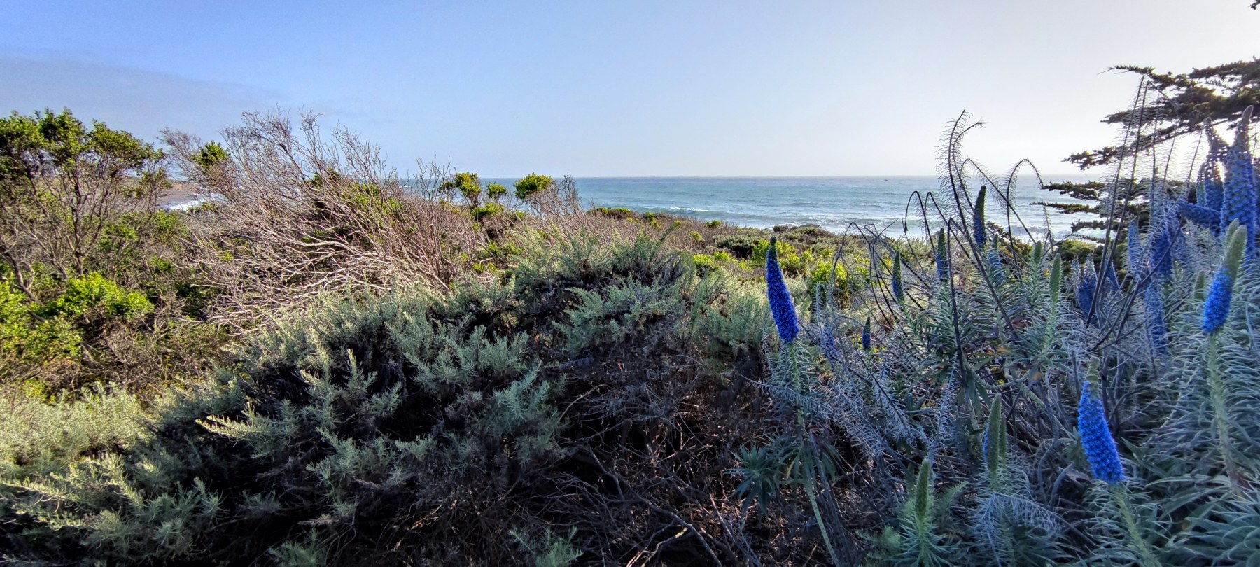 Coastal scrub avec fleurs bleues, Californie