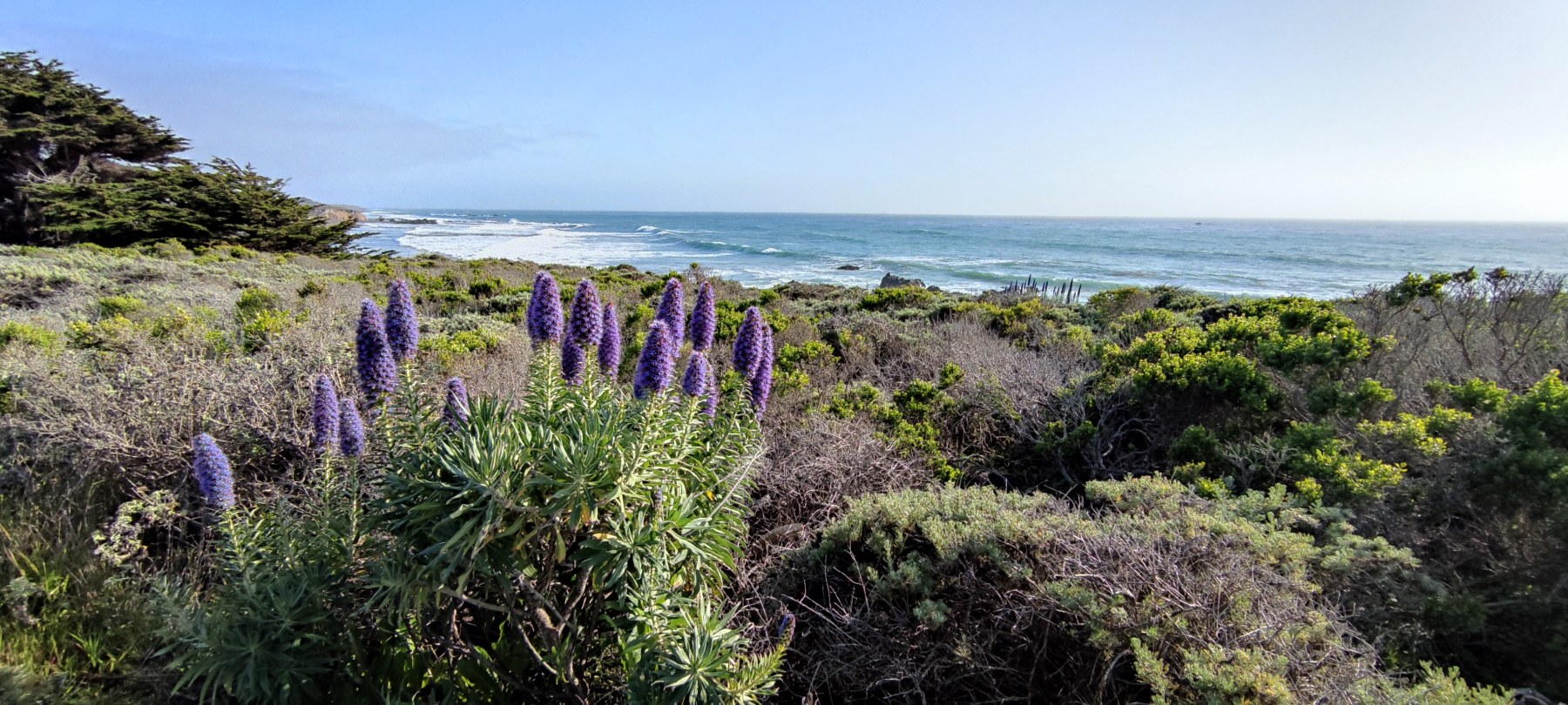 Lupins en fleurs sur la côte californienne