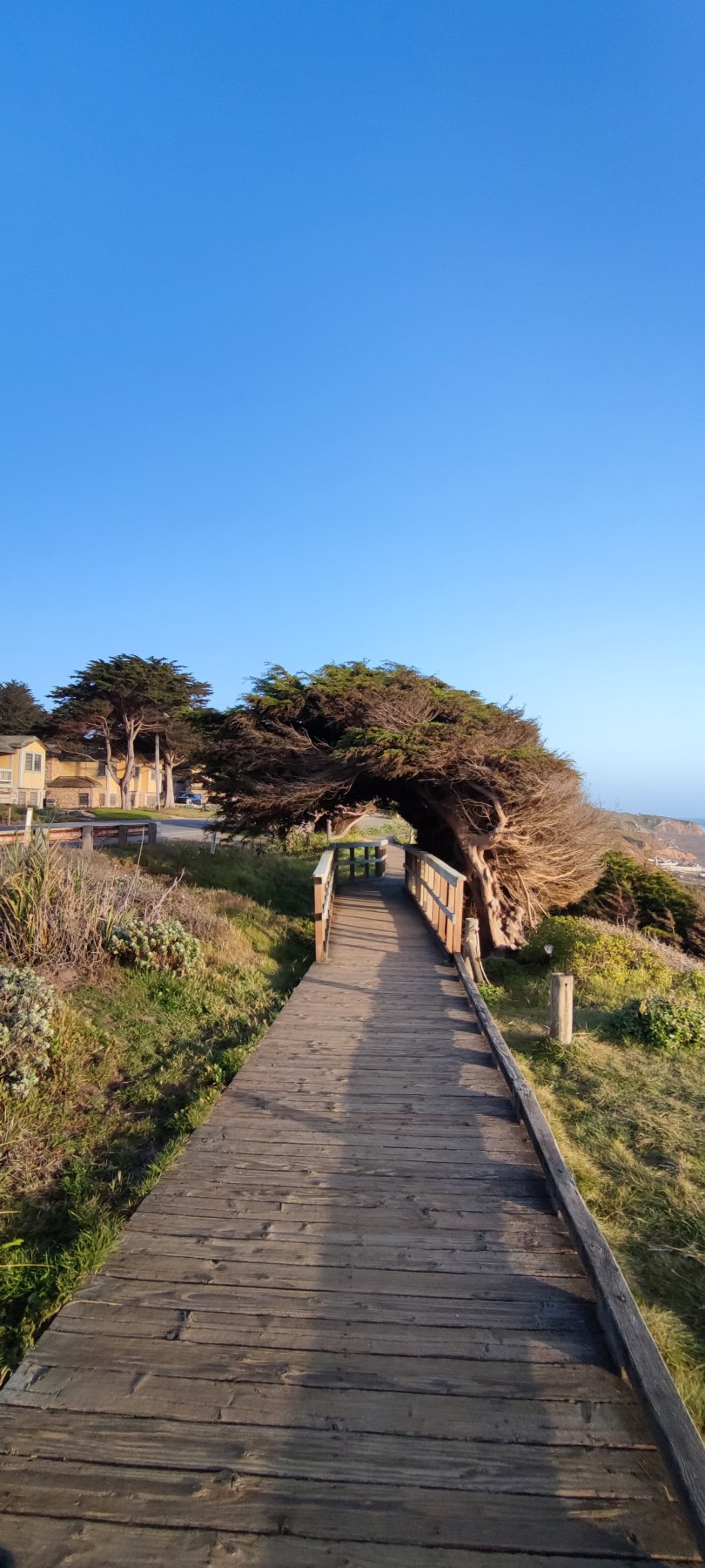 Sentier de bois sous arbre, Big Sur