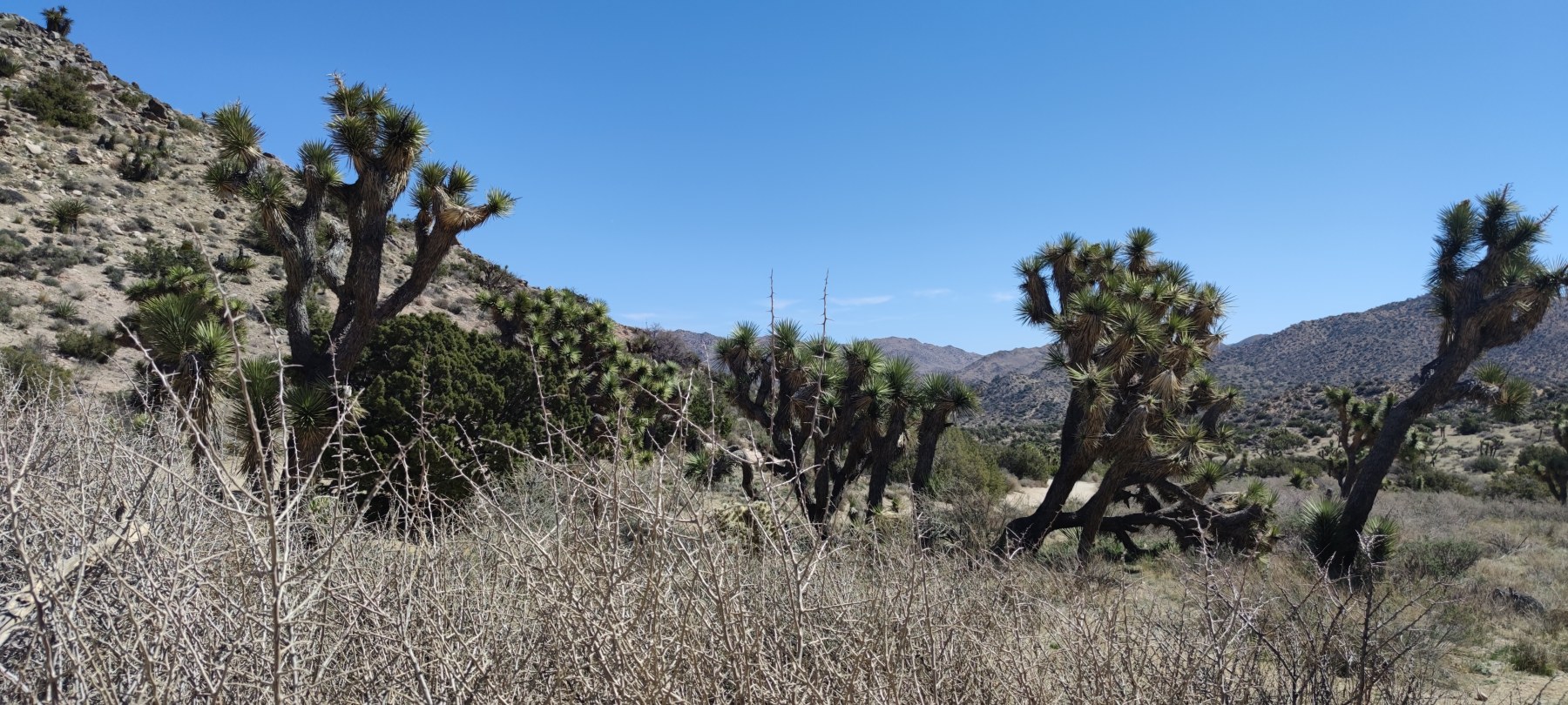 Joshua Tree National Park, Californie