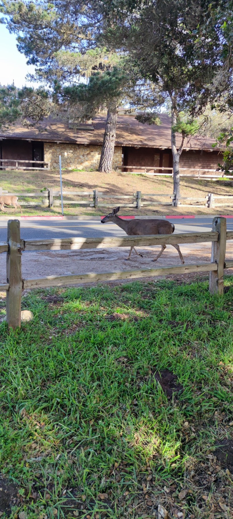 Deer crossing road near Big Sur, Californie