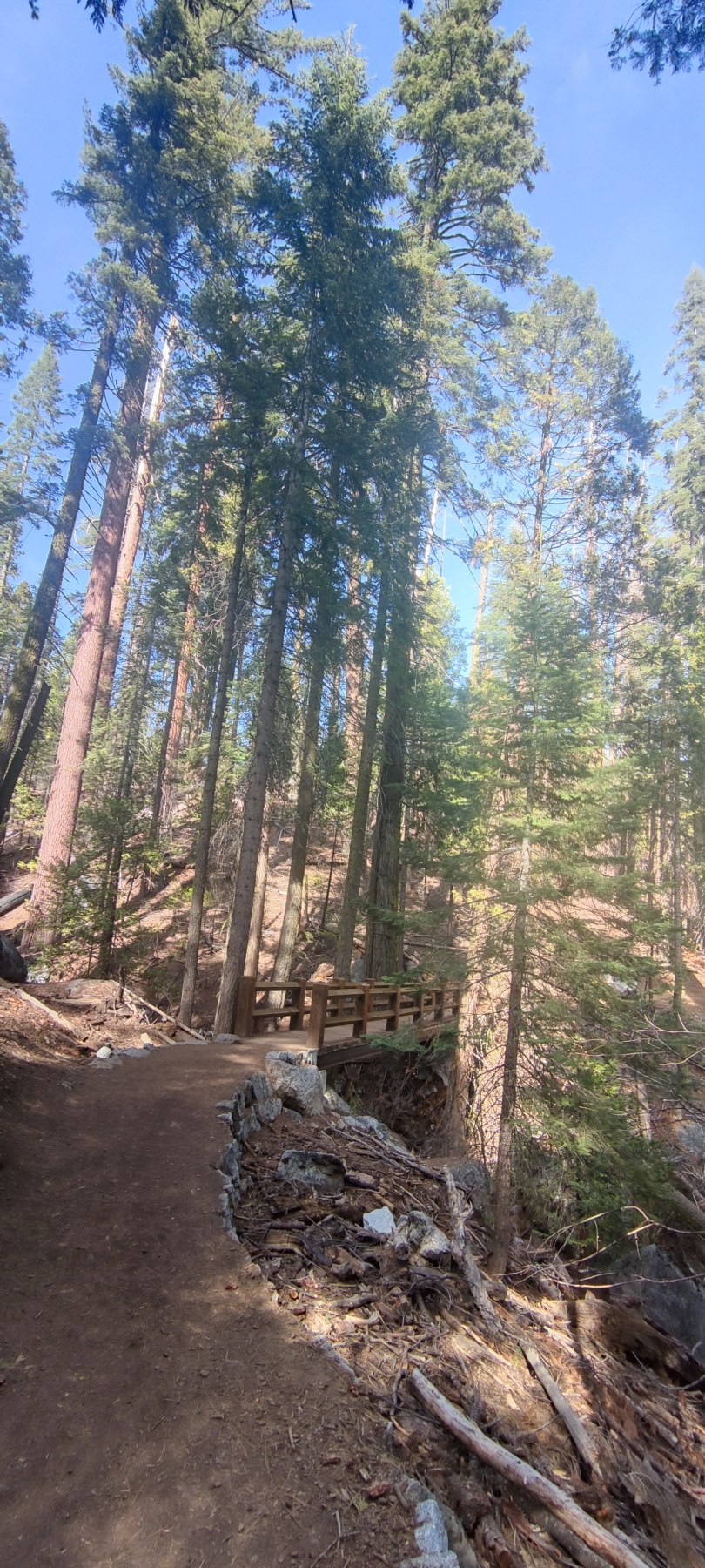Sentier dans les forêts de Yosemite