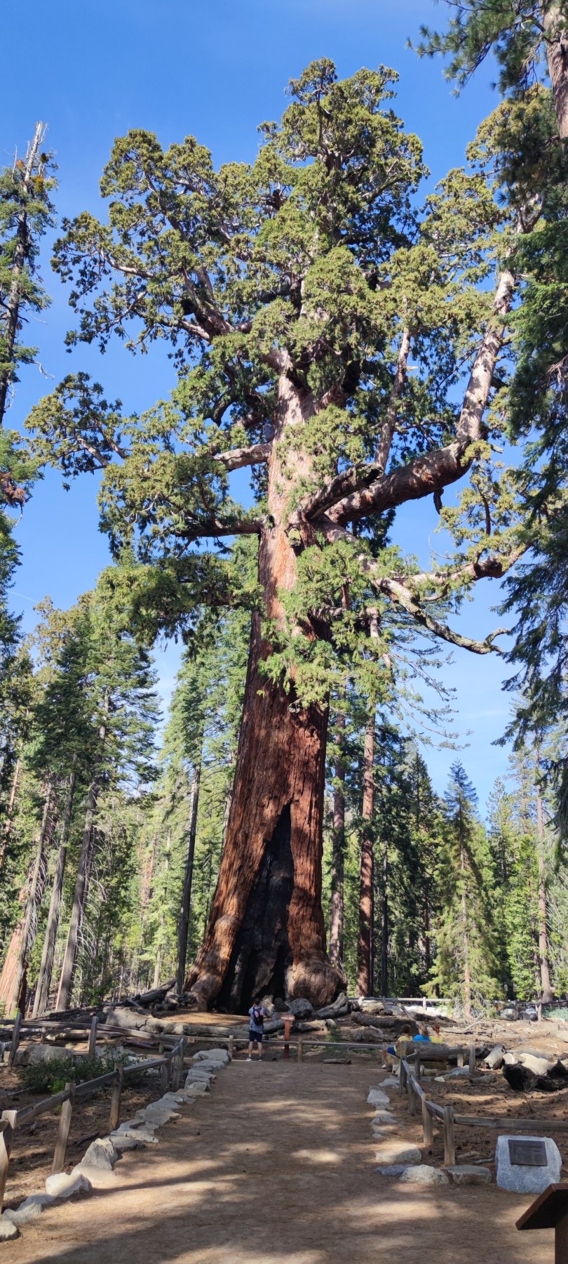 L'arbre de l'ancien séquoia, Californie