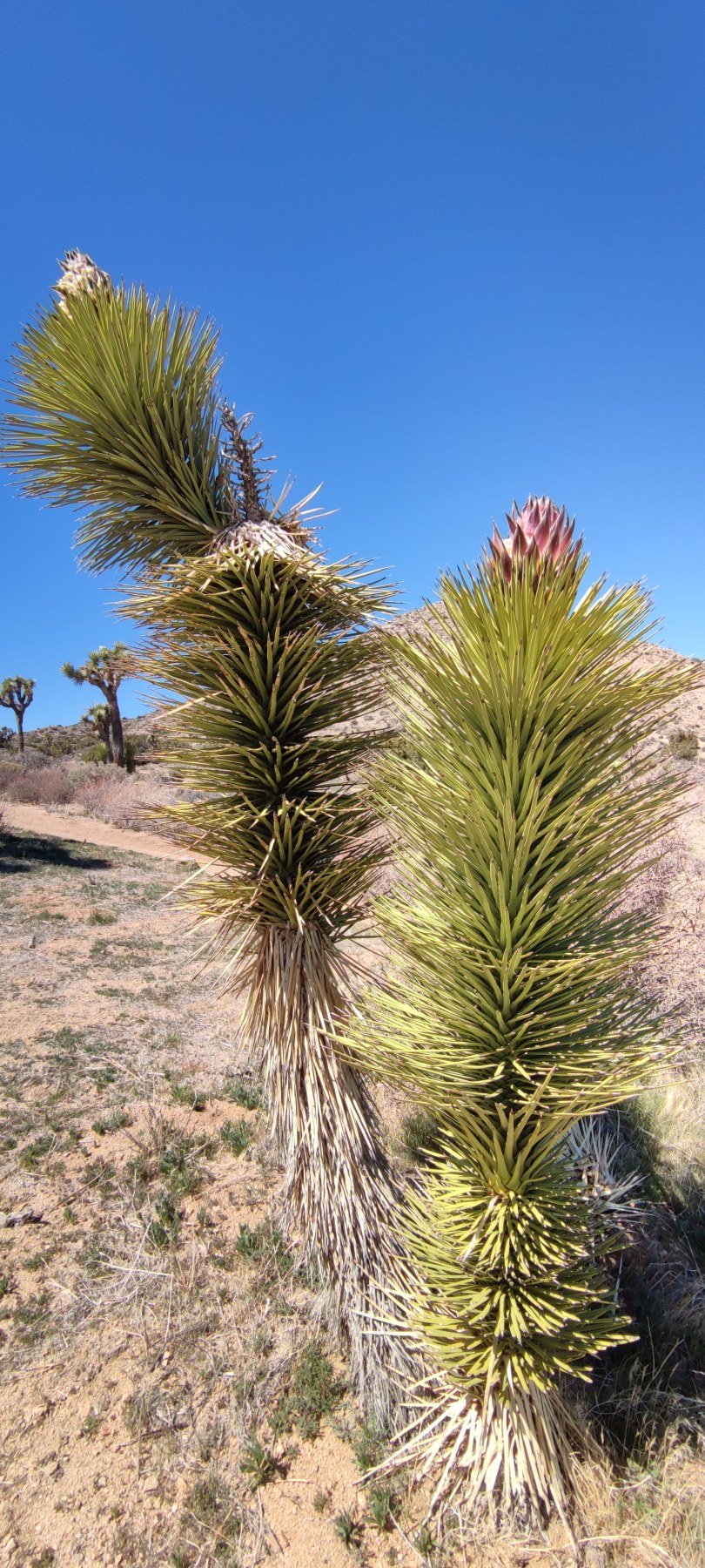Joshua Tree National Park, Californie