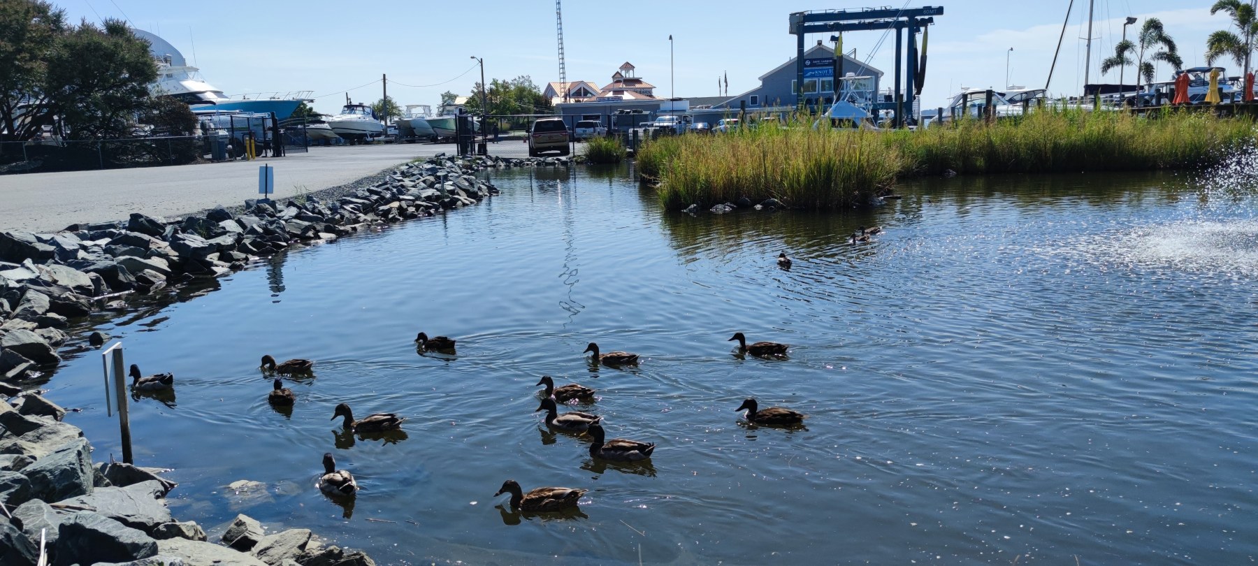 Ducks au port de Annapolis, Maryland