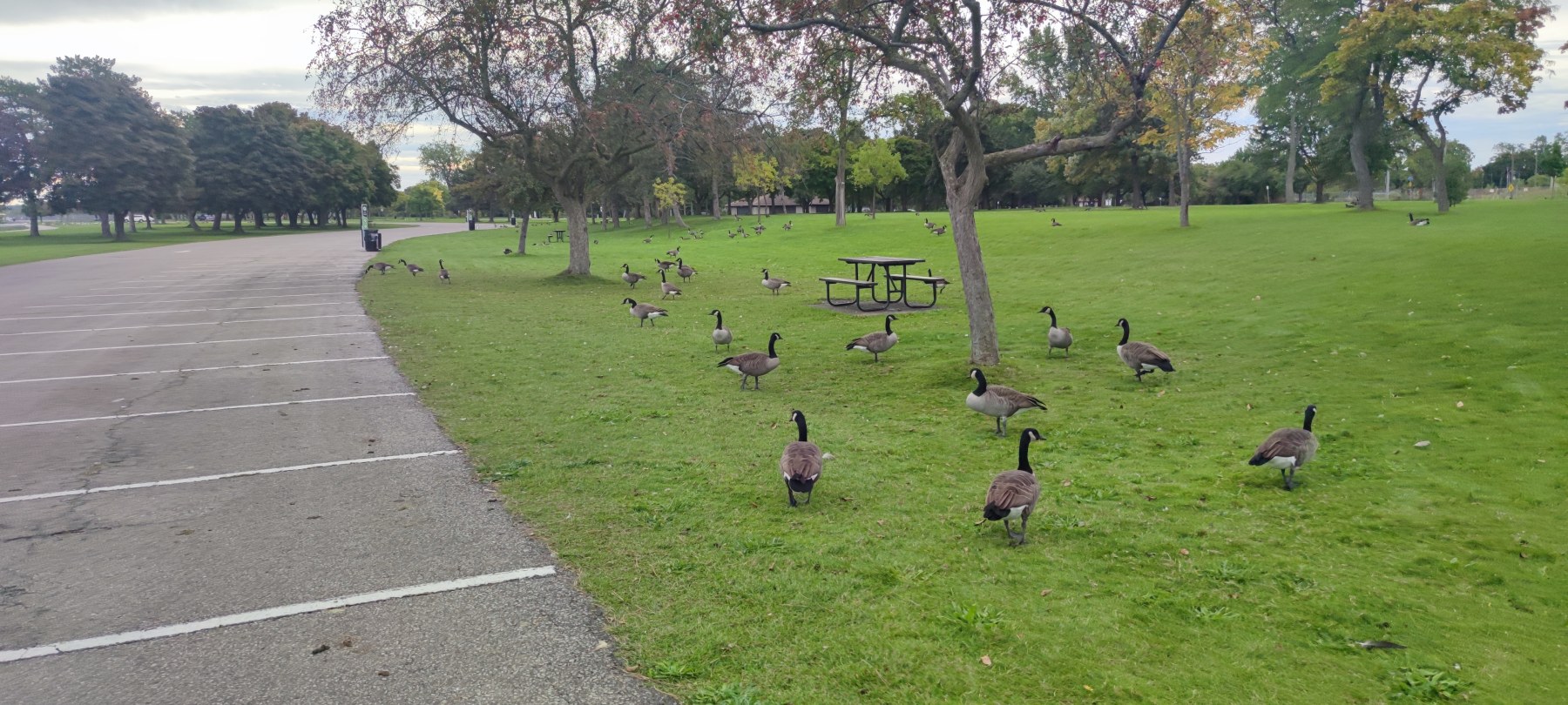 Canards au parc de Niagara Falls, Ontario