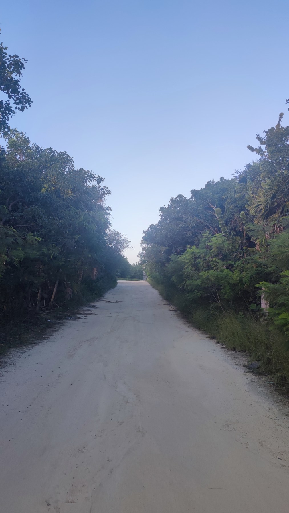 Route sauvage vers les ruines