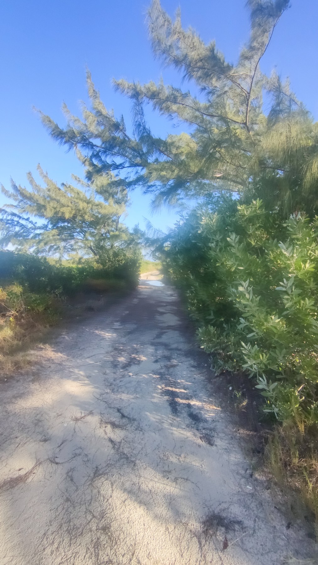 Sentier de plage sous les pins