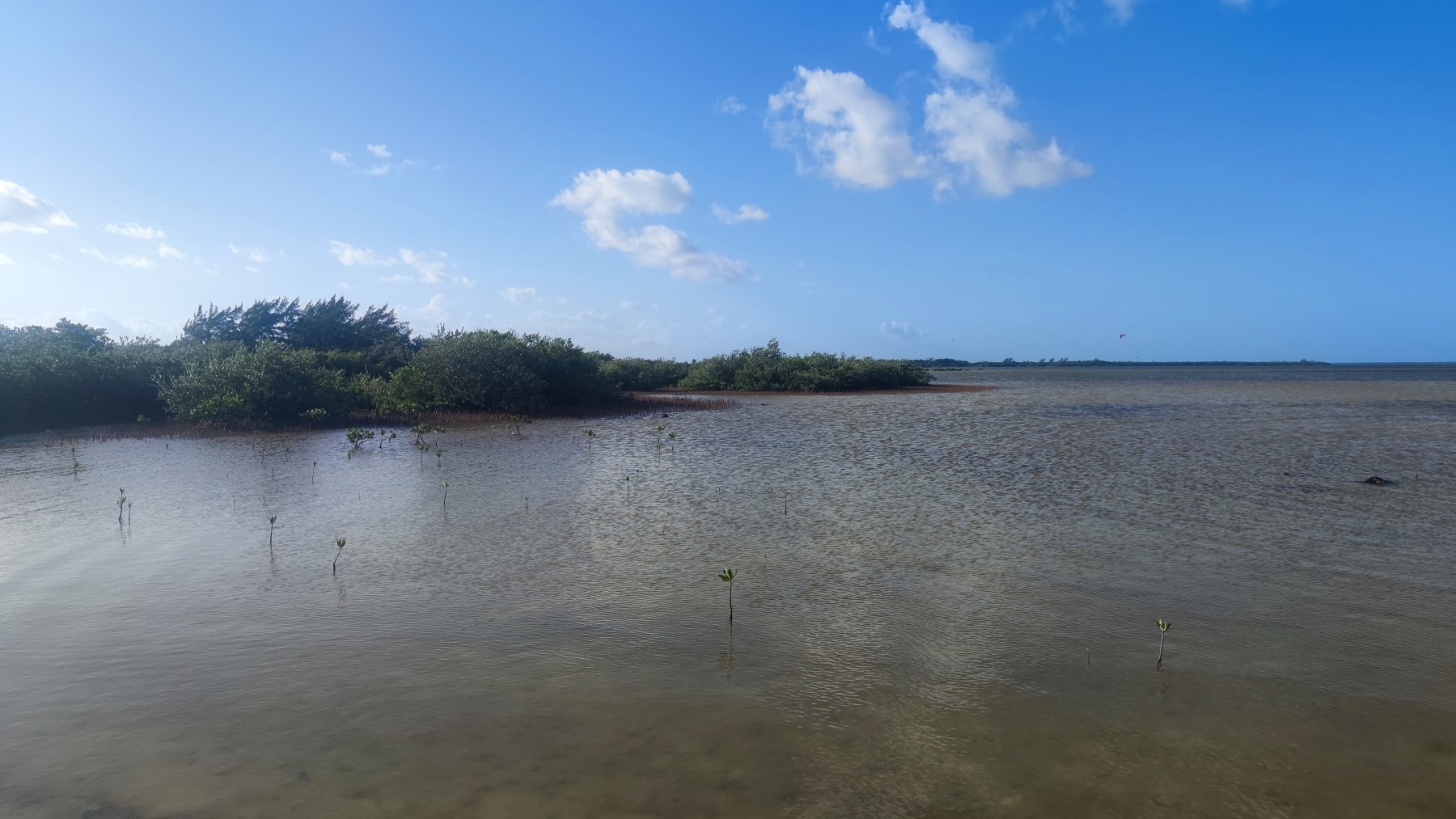 Mangroves du Golfe du Mexique