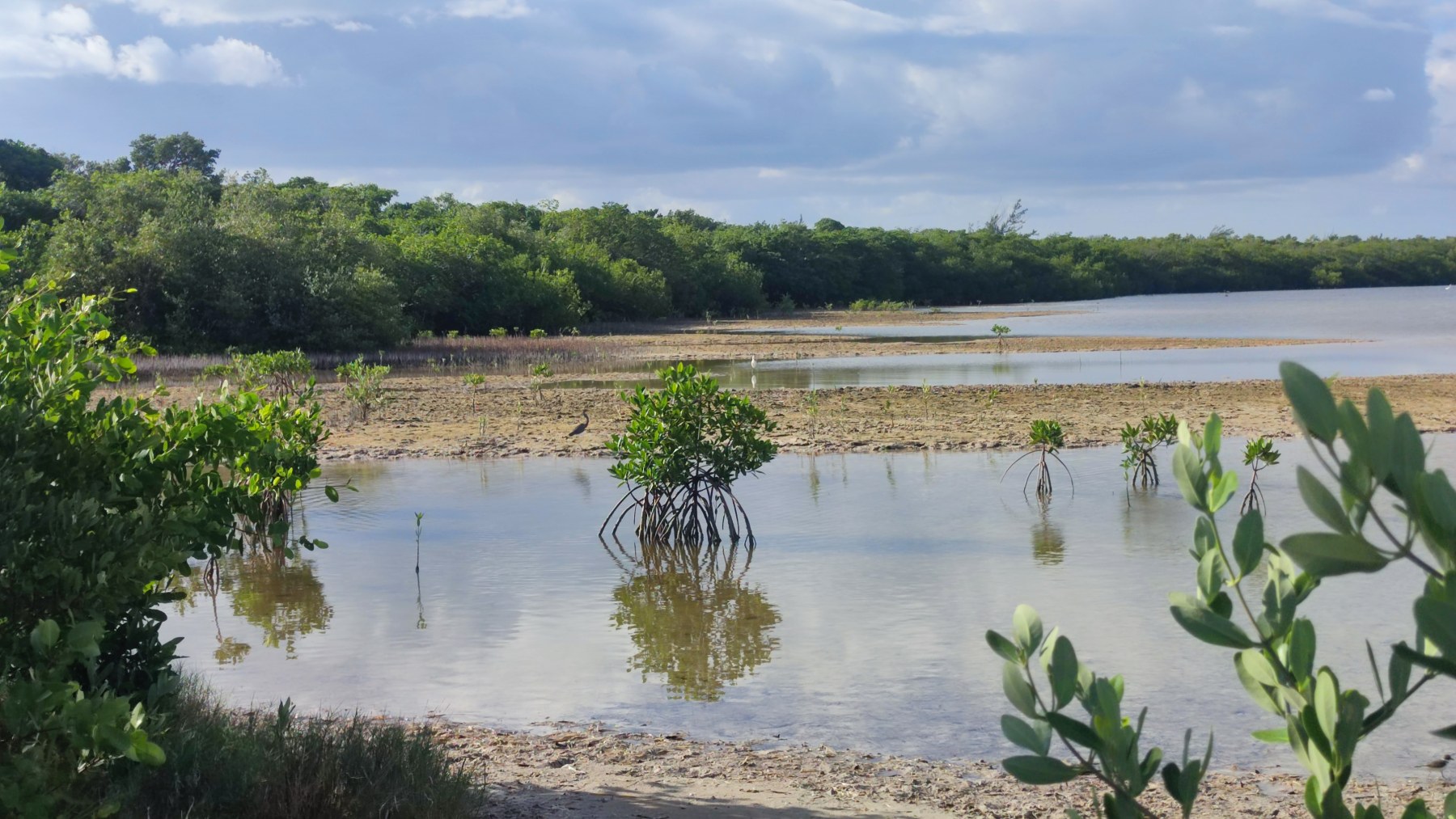 Mangroves du Golfe du Mexique