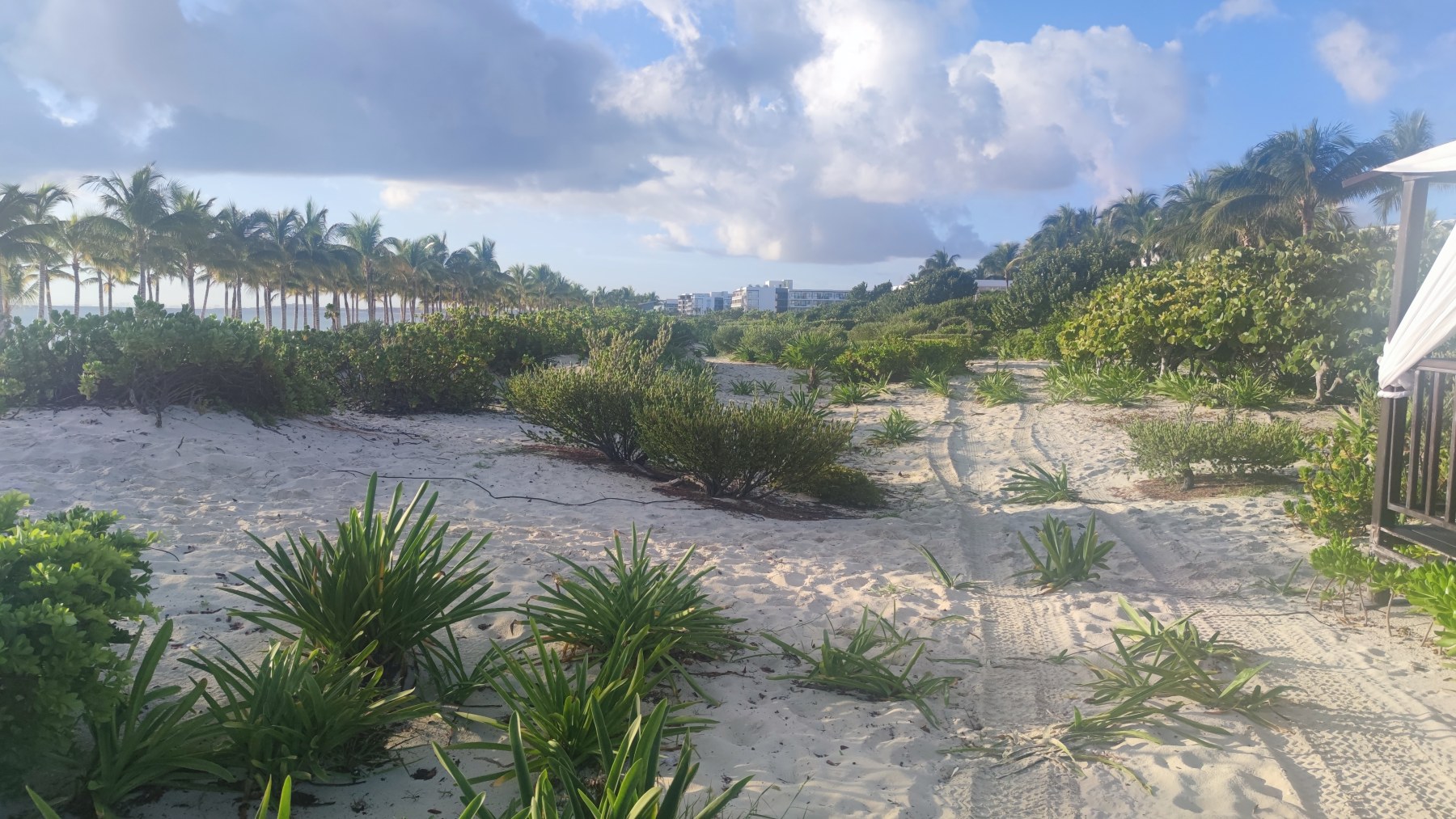 Cancún, Mexique - Chemin de sable entre palmiers