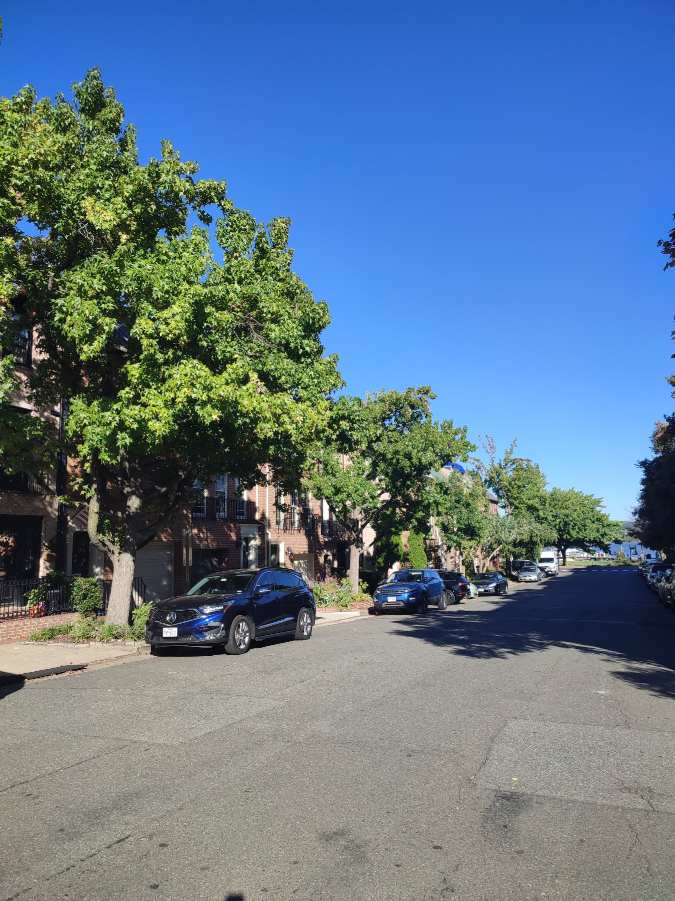 Rue arborée à Washington DC
