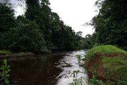 Rivière dense du Gabon