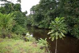 Une belle rivière dans la forêt dense du Gabon.