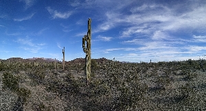 USA - Cactus solitaire dans le désert du Sonora