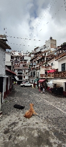 Chien au cœur de Taxco, Mexique