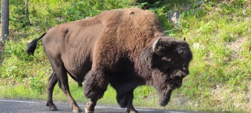 Roadtrip juillet 2021 - Bison traversant la route, Yellowstone Roadtrip juillet 2021 - Bison traversant la route, Yellowstone