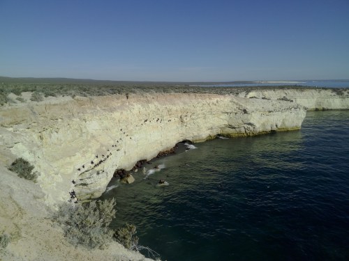 Côte des phoques en Amérique du Sud Côte des phoques en Amérique du Sud