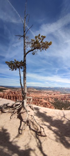 Arbre solitaire à Bryce Canyon, Utah Arbre solitaire à Bryce Canyon, Utah
