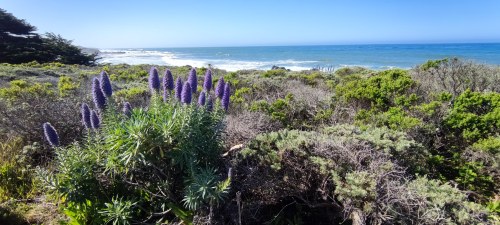 Lupins en fleurs sur la côte californienne Lupins en fleurs sur la côte californienne