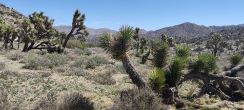 Joshua Tree National Park, Californie Joshua Tree National Park, Californie